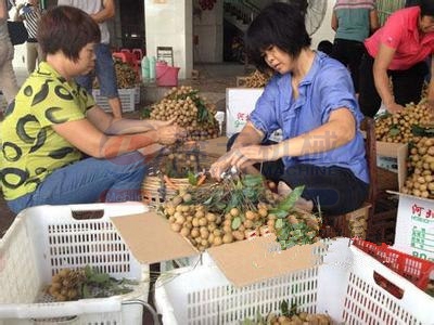 桂圆烘干工艺